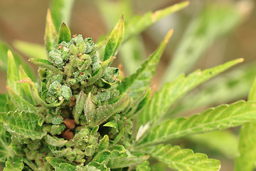 Image showing green marijuana plant