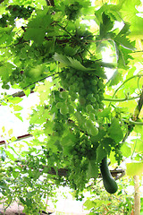 Image showing conservatory with green grapes