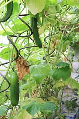 Image showing conservatory with green cucumbers