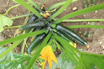 Image showing green zucchini plant