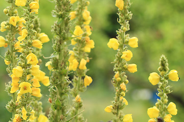 Image showing mullein flowers background