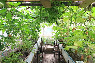 Image showing conservatory with green grapes