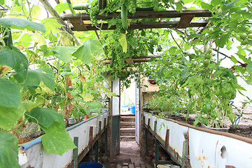 Image showing conservatory with green grapes