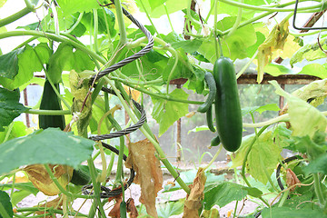 Image showing conservatory with green cucumbers