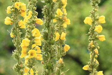 Image showing mullein flowers background