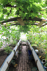 Image showing conservatory with green grapes