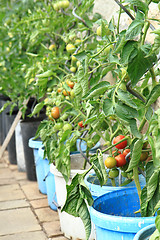 Image showing tomato plant with tomatoes