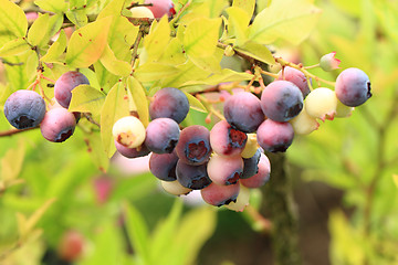 Image showing garden blueberries plant\r\n