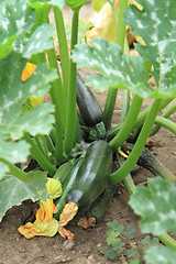 Image showing green zucchini plant