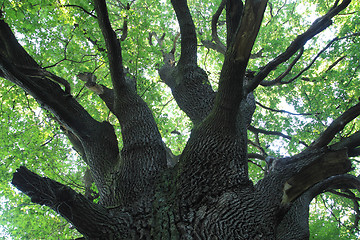 Image showing old oak tree 
