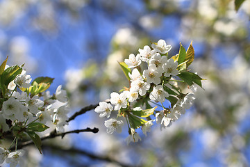 Image showing apple tree flowers