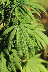 Image showing green marijuana plant