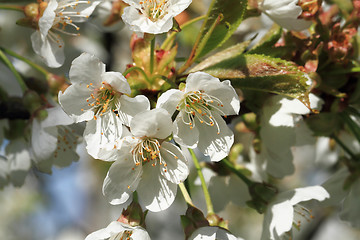 Image showing apple tree flowers