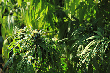 Image showing green marijuana plant