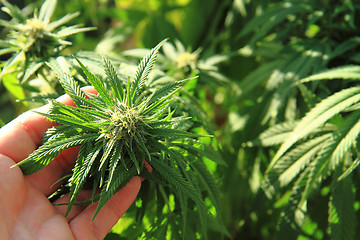 Image showing green marijuana plant