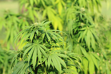 Image showing green marijuana plant