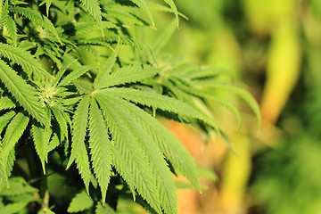 Image showing green marijuana plant