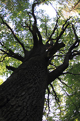 Image showing old oak tree 