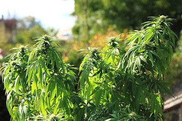 Image showing green marijuana plant