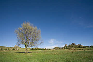 Image showing Lonely Tree on Countryside