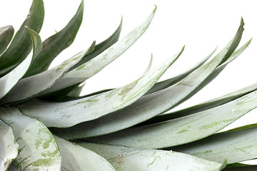 Image showing Pineapple leafs