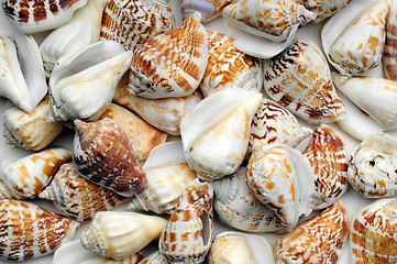 Image showing Seashell Background