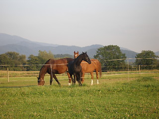 Image showing horses