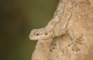 Image showing lizard