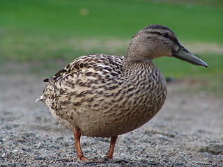 Image showing Walking  Duck
