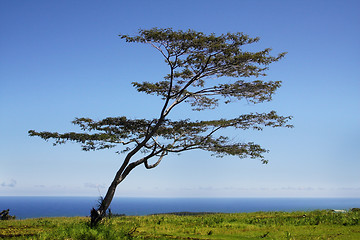 Image showing Tree by the ocean