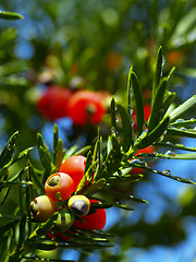 Image showing yew tree