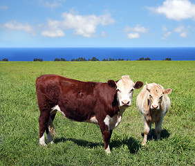 Image showing Cows on green grass