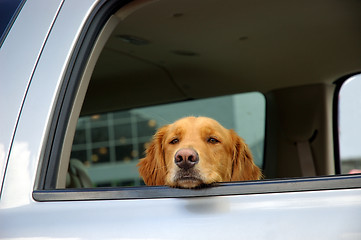 Image showing Bored Dog in a Car Window