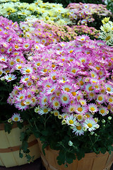 Image showing Fall Mums in Baskets