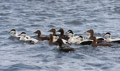 Image showing Common eider,