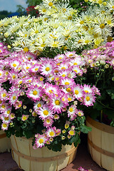 Image showing Fall Mums in Baskets