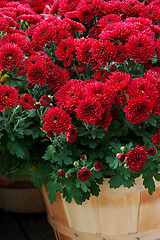 Image showing Fall Mums in Baskets