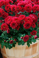 Image showing Fall Mums in Baskets