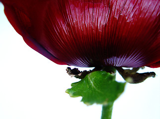 Image showing giant poppy