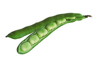 Image showing Broadbeans In Pods