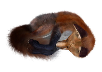 Image showing Red Fox Sleeping