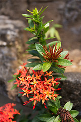 Image showing wild Ixora Flower in Bali