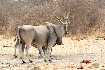 Image showing eland near waterhole