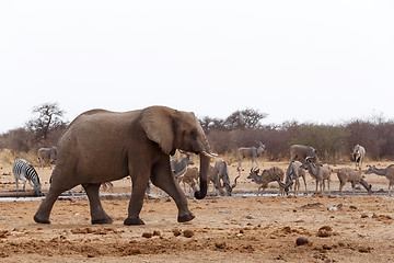 Image showing African elephants at a waterhole