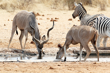 Image showing Kudu drinking from waterhole