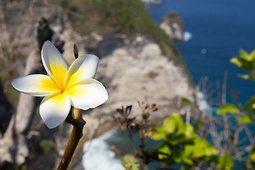 Image showing wild spa flower plumeria