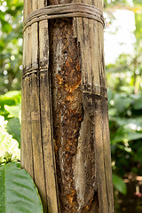 Image showing Cinnamon tree on Bali, Indonesia