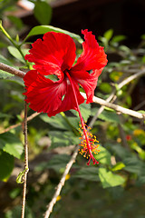 Image showing dew on red hibiscus flower with leaves