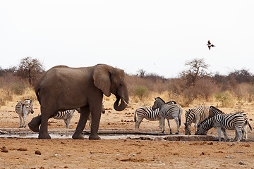 Image showing African elephants at a waterhole