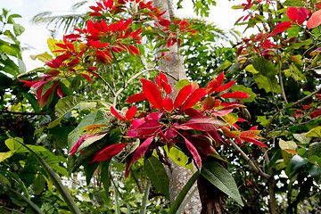 Image showing Wild winter rose with blossoms in indonesia